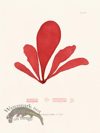 Bradbury Seaweed 096